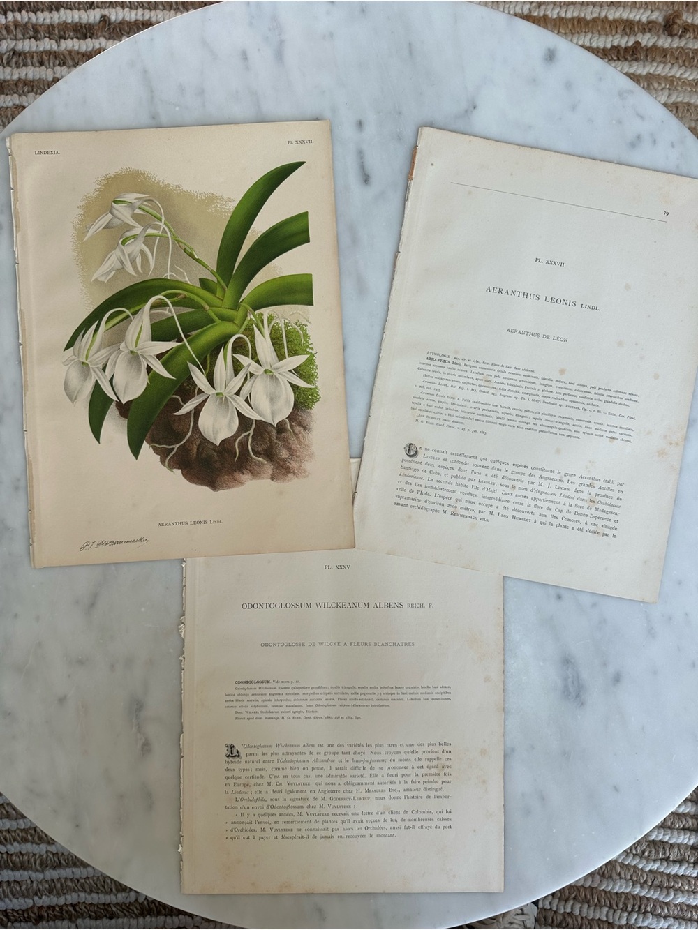 1885 Lindenia: Iconographie des Orchidées Natural History Chromolithographs